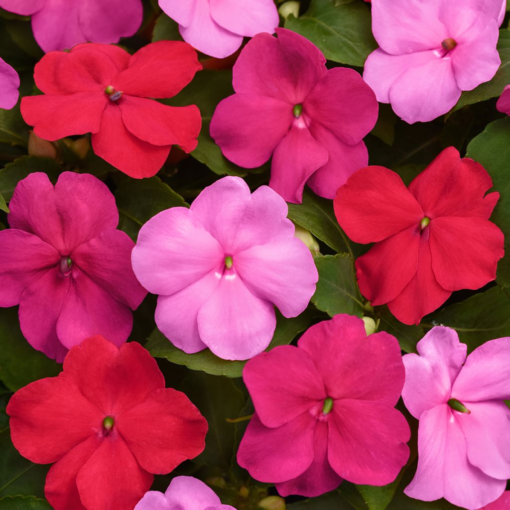 Impatiens Beacon F1 Otway Mix (semi) - Fiore di vetro