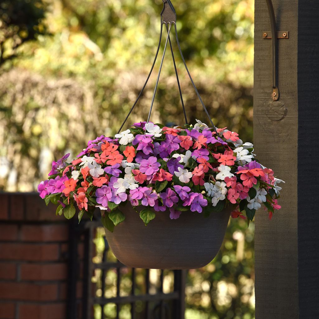 Impatiens Beacon F1 Pearl Island Mix (semi) - Fiore di vetro