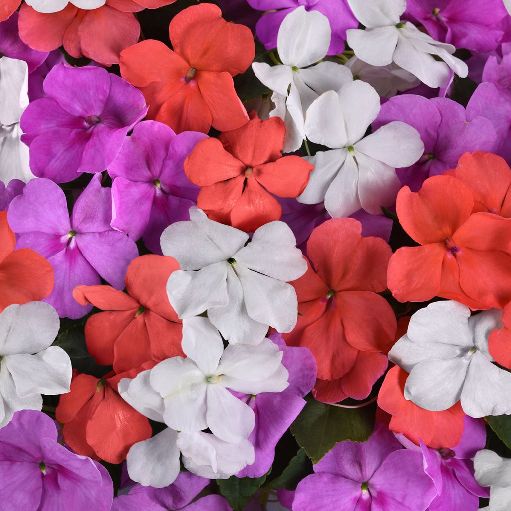 Impatiens Beacon F1 Pearl Island Mix (semi) - Fiore di vetro