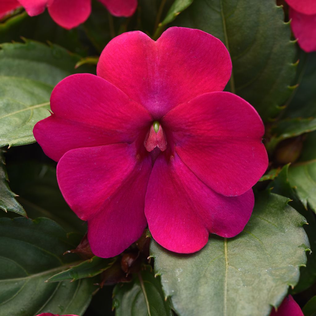 Impatiens Solarscape Magenta Bliss (semi) - Fiore di vetro