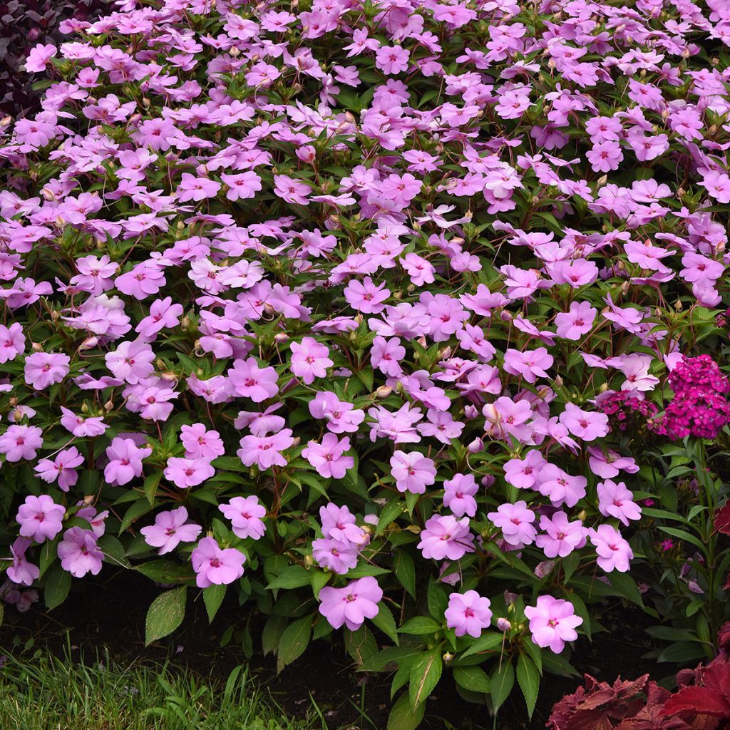 Impatiens Solarscape XL Lilac Spark (semi) - Fiore di vetro