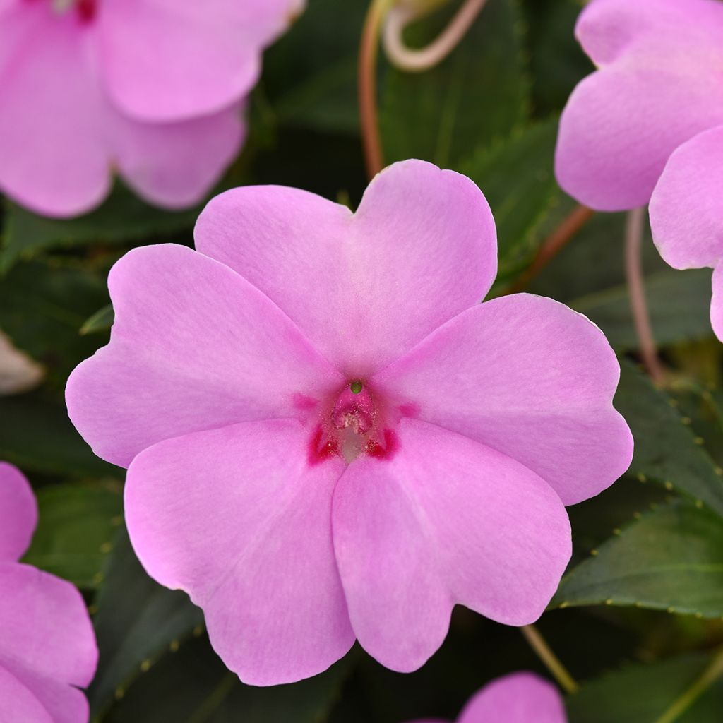 Impatiens Solarscape XL Lilac Spark (semi) - Fiore di vetro