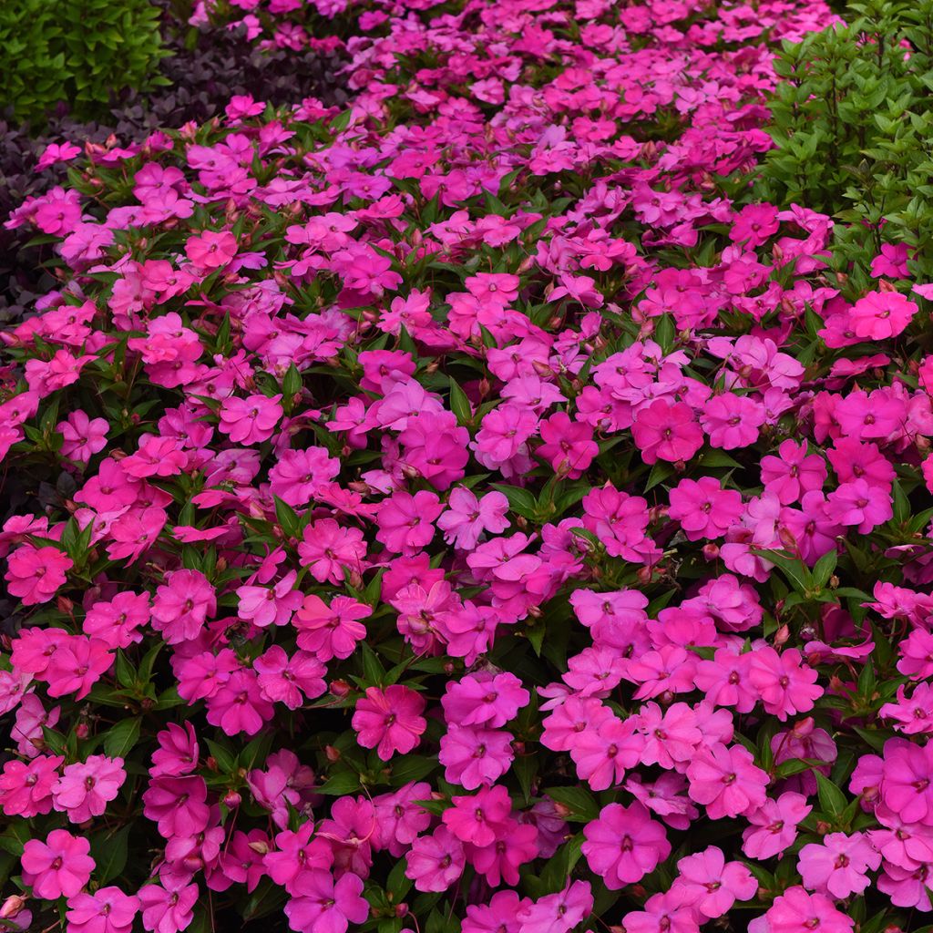 Impatiens Solarscape XL Pink Jewel (semi) - Fiore di vetro