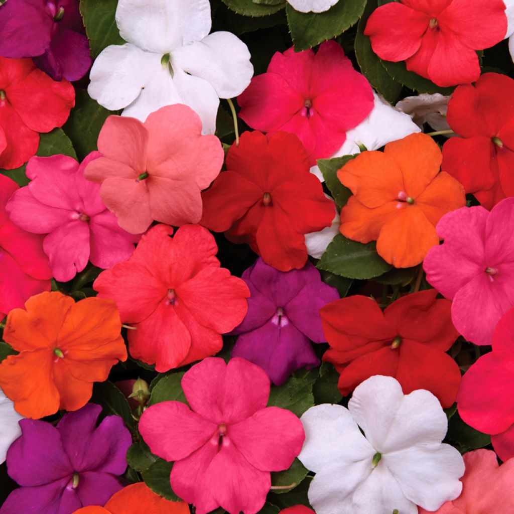 Impatiens walleriana Beacon Mix (semi)