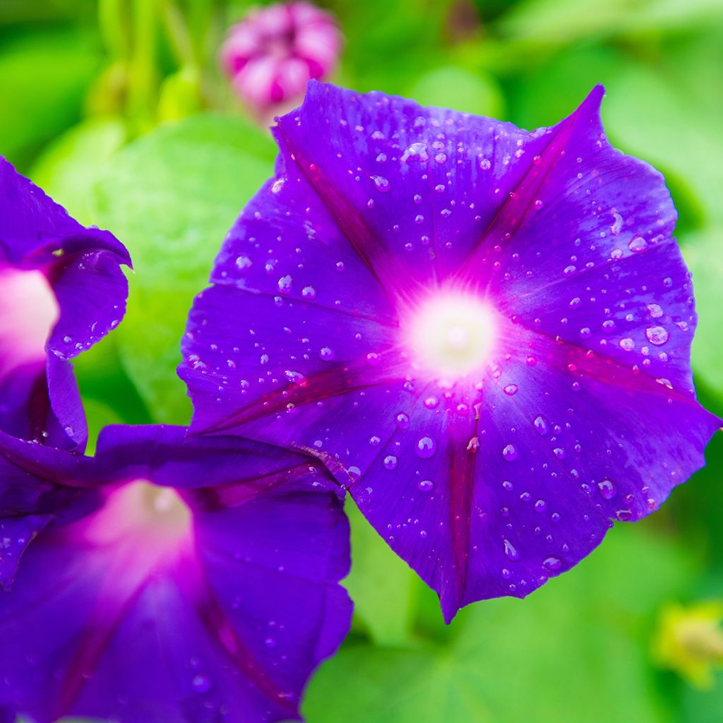 Ipomoea purpurea Grandpa Ott - Campanella turchina