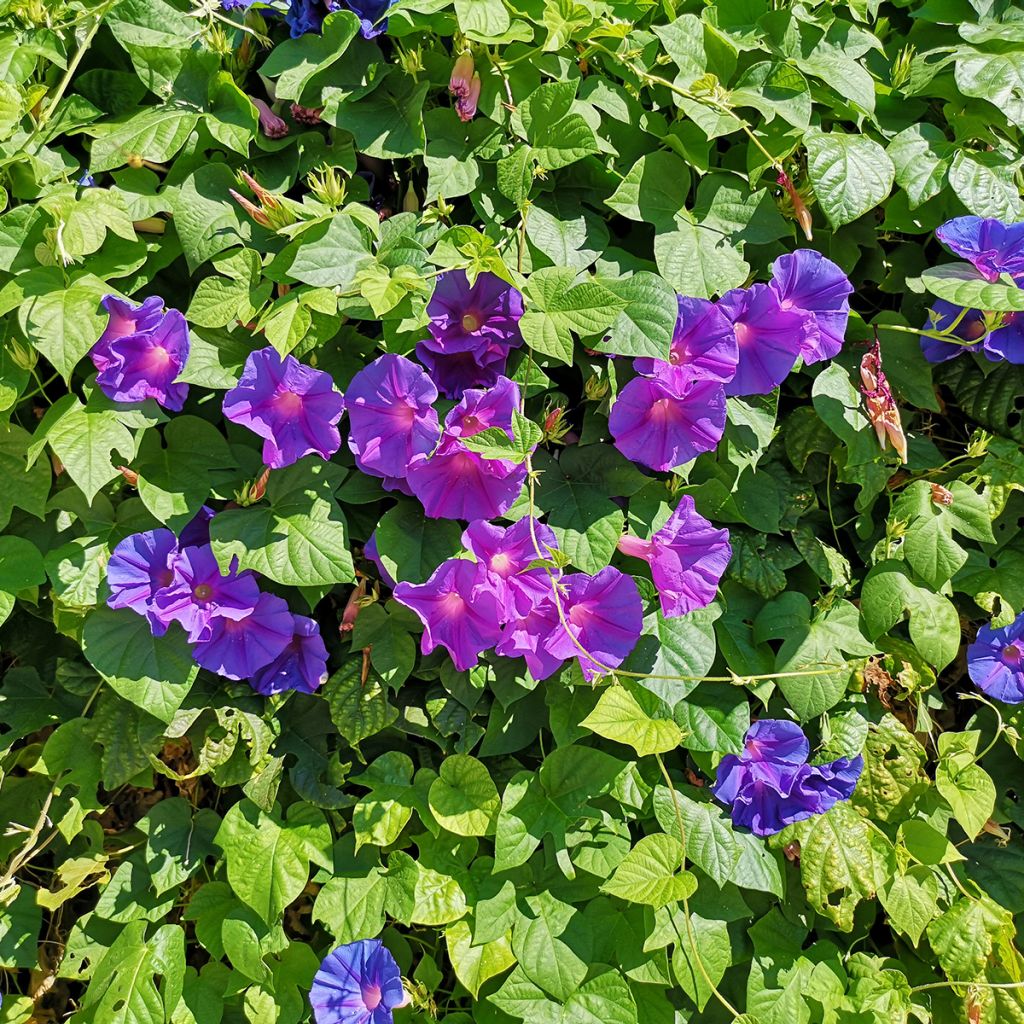 Ipomoea purpurea Grandpa Ott - Campanella turchina