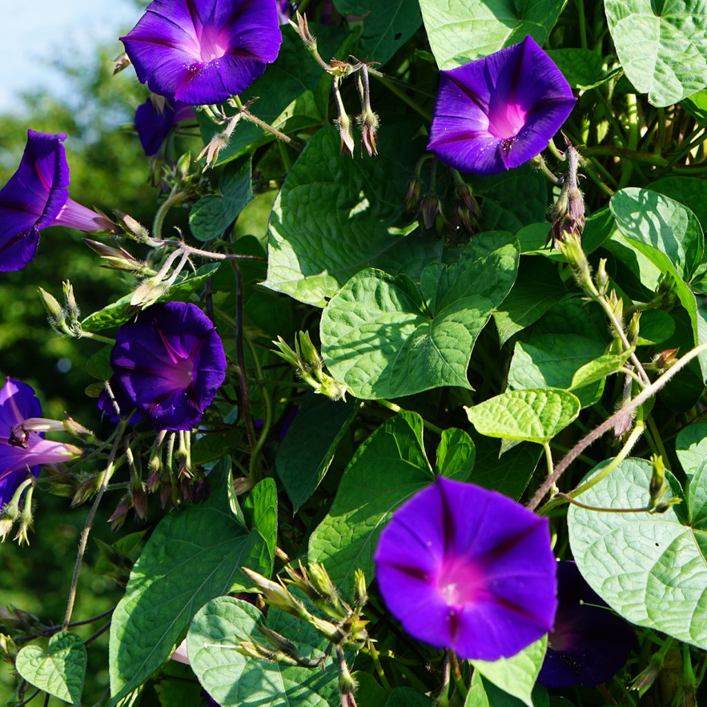 Ipomoea purpurea Grandpa Ott - Campanella turchina