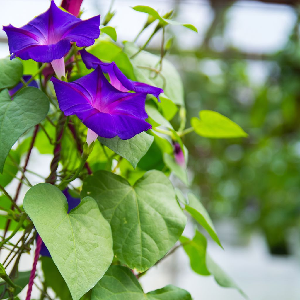 Ipomoea purpurea Grandpa Ott - Campanella turchina