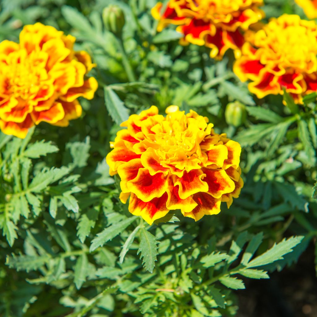Tagetes patula Honeycomb - Tagete