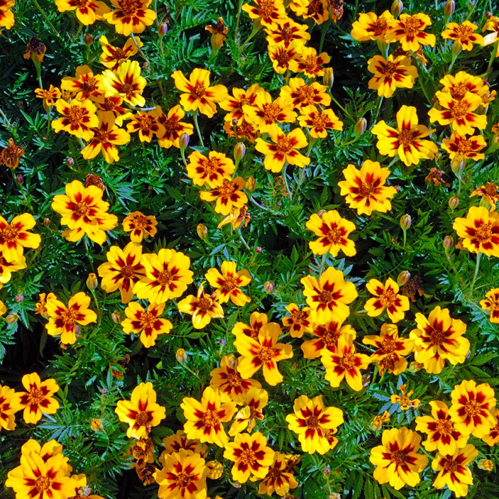 Tagetes patula nana Marietta - Tagete nana