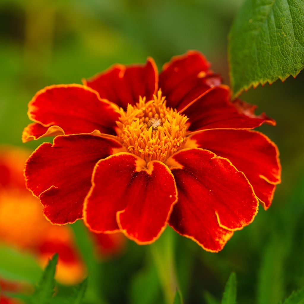 Tagetes patula Red Knight - Tagete