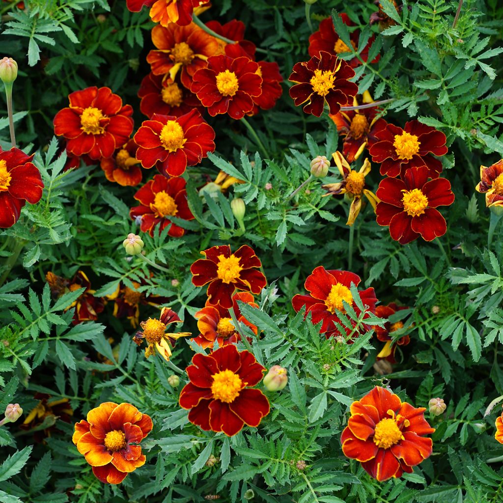 Tagetes patula Red Knight - Tagete