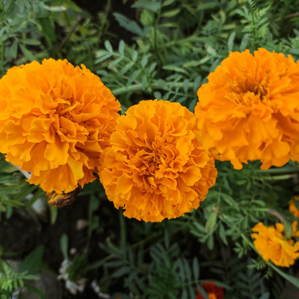 Tagetes patula nana Tangerine - Tagete nana