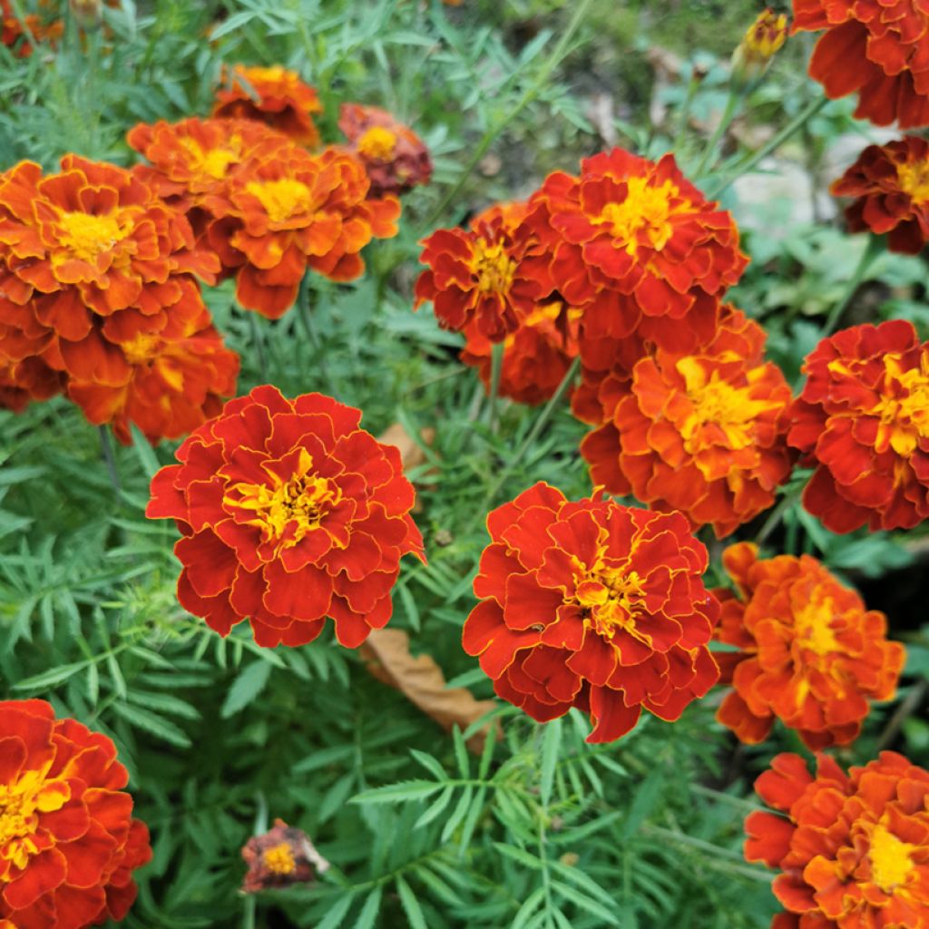 Tagetes Konstance - Tagete eretta