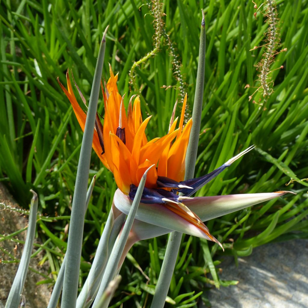 Strelitzia reginae (semi) - Ucello del paradisio