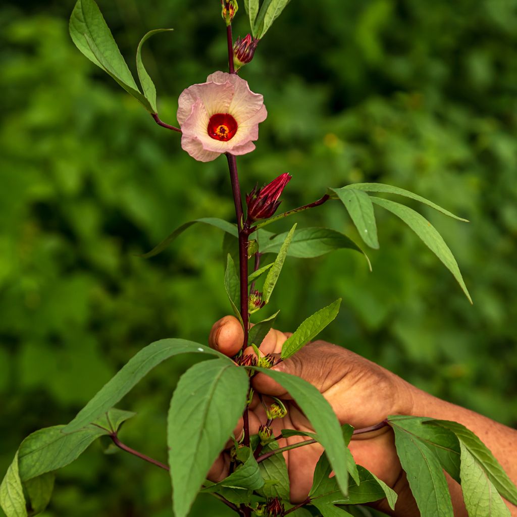 Hibiscus sabdariffa - Karkadè