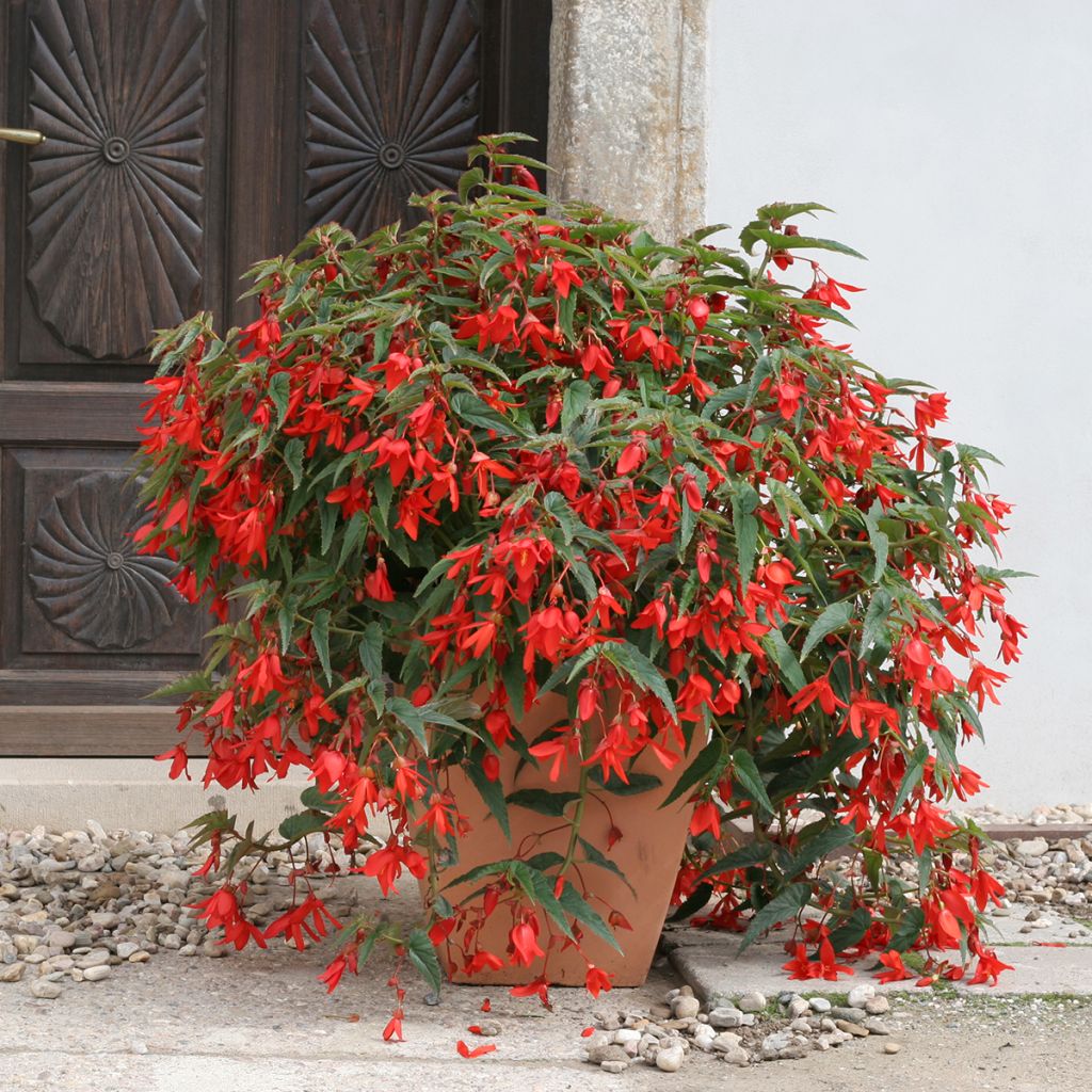 Begonia boliviensis Copacabana F1 Red (Semi rivestiti)