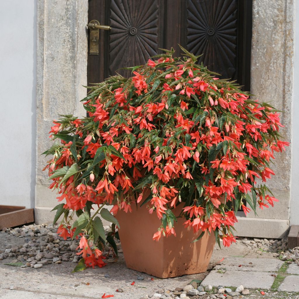 Begonia boliviensis Copacabana F1 Salmon (Semi rivestiti)