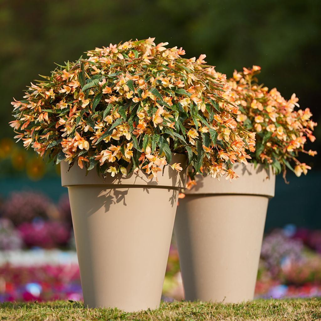 Begonia boliviensis Copacabana F1 Tricolour (Semi rivestiti)
