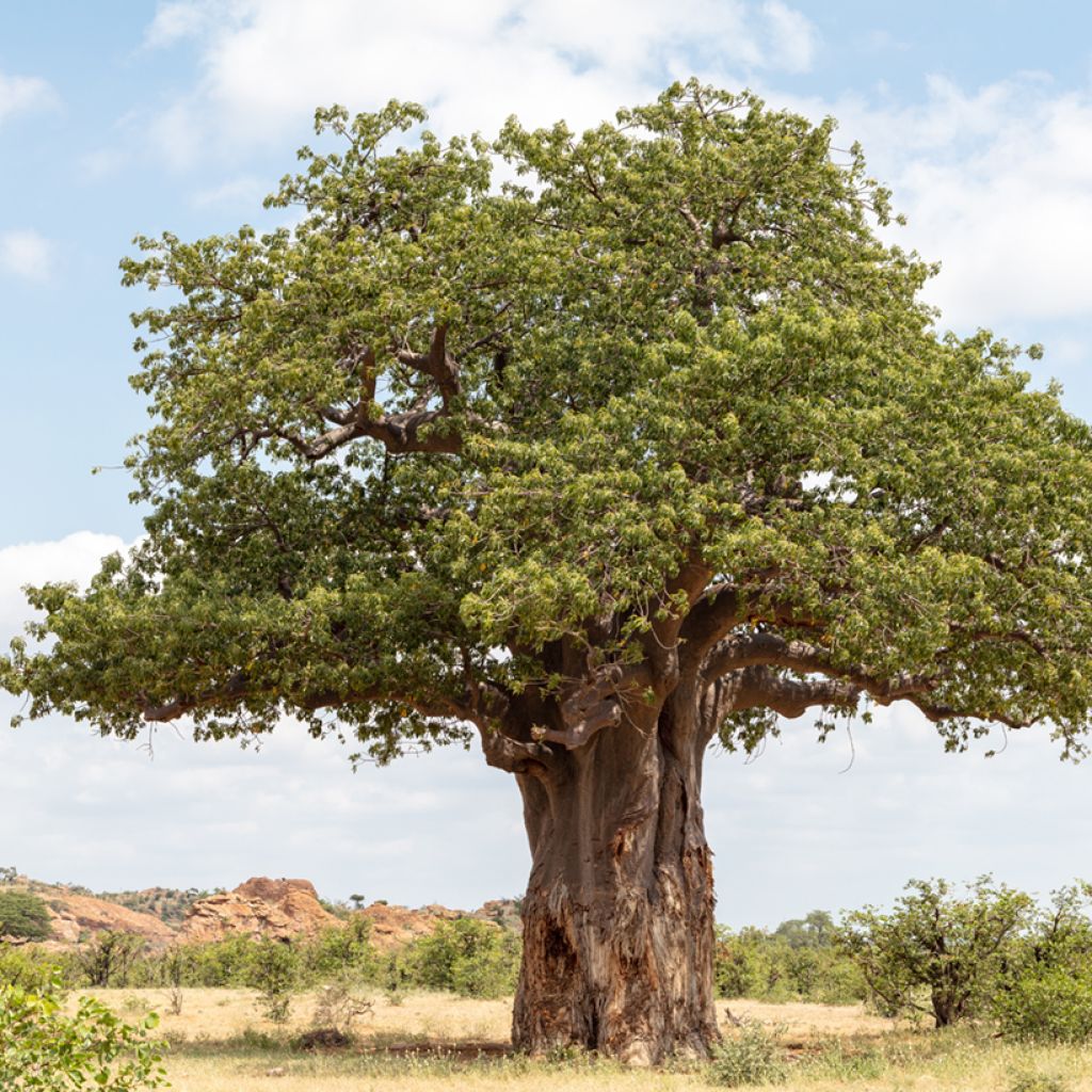 Baobab africano (semi) - Adansonia digitata