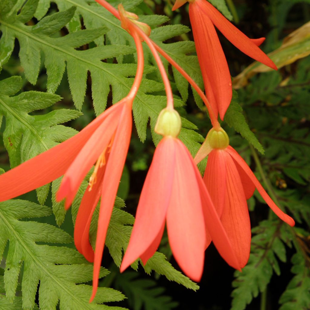 Begonia boliviensis
