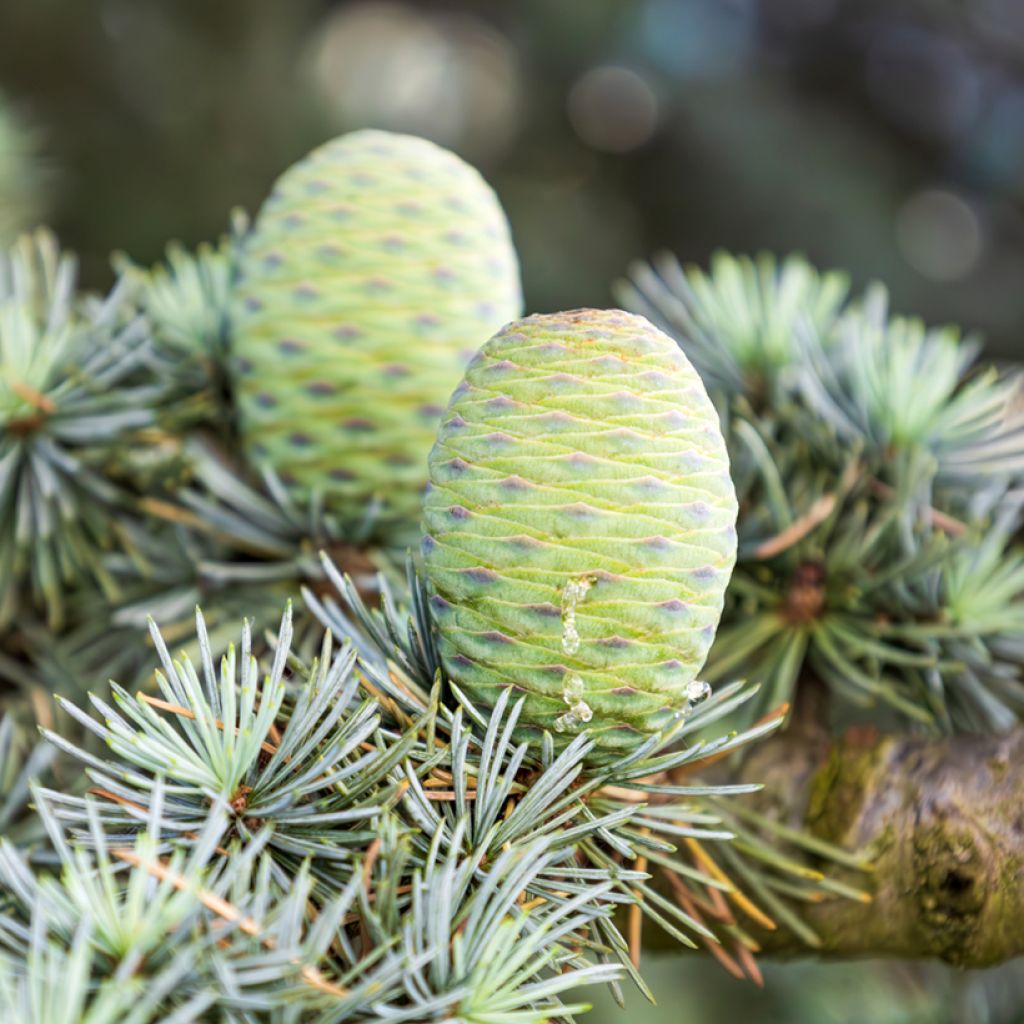 Cedrus atlantica (semi) - Cedro atlantico