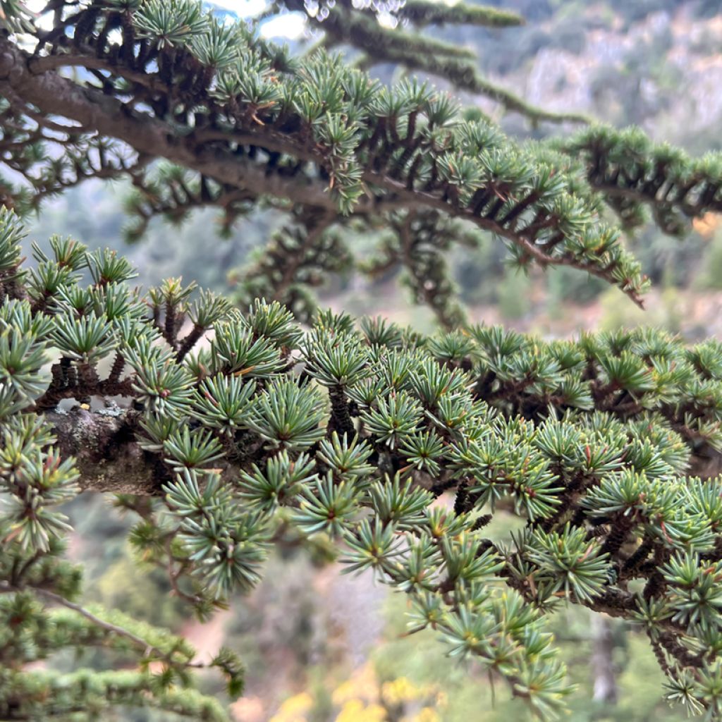 Cedrus atlantica (semi) - Cedro atlantico