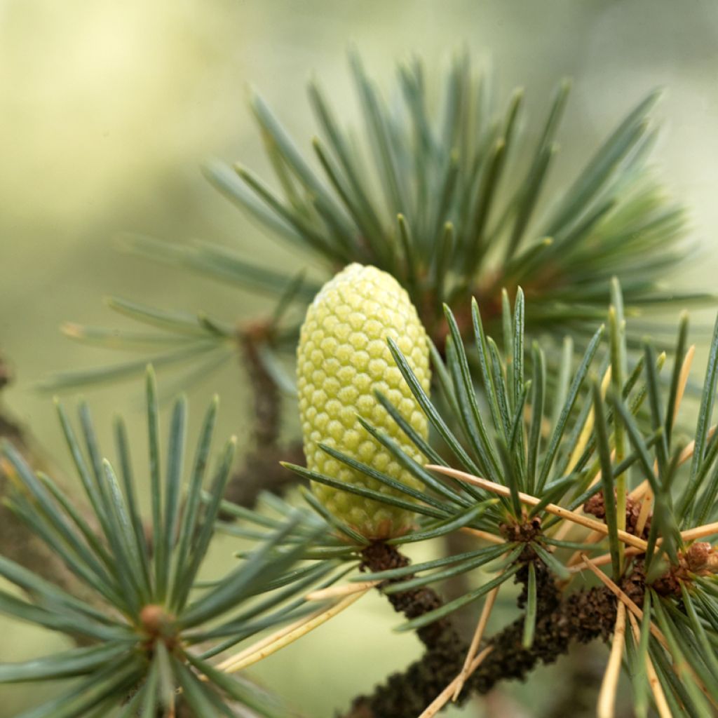 Cedrus libani (semi) - Cedro del Libano