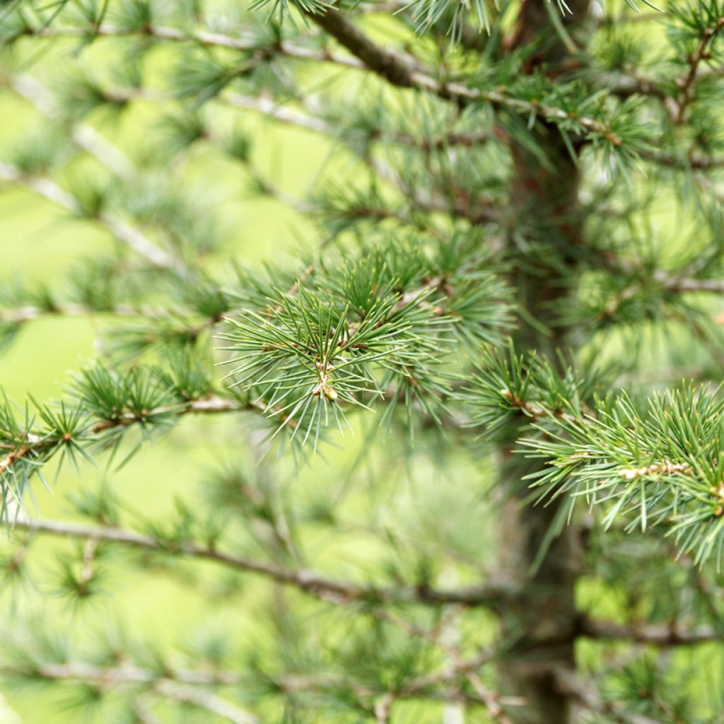 Cedrus libani (semi) - Cedro del Libano