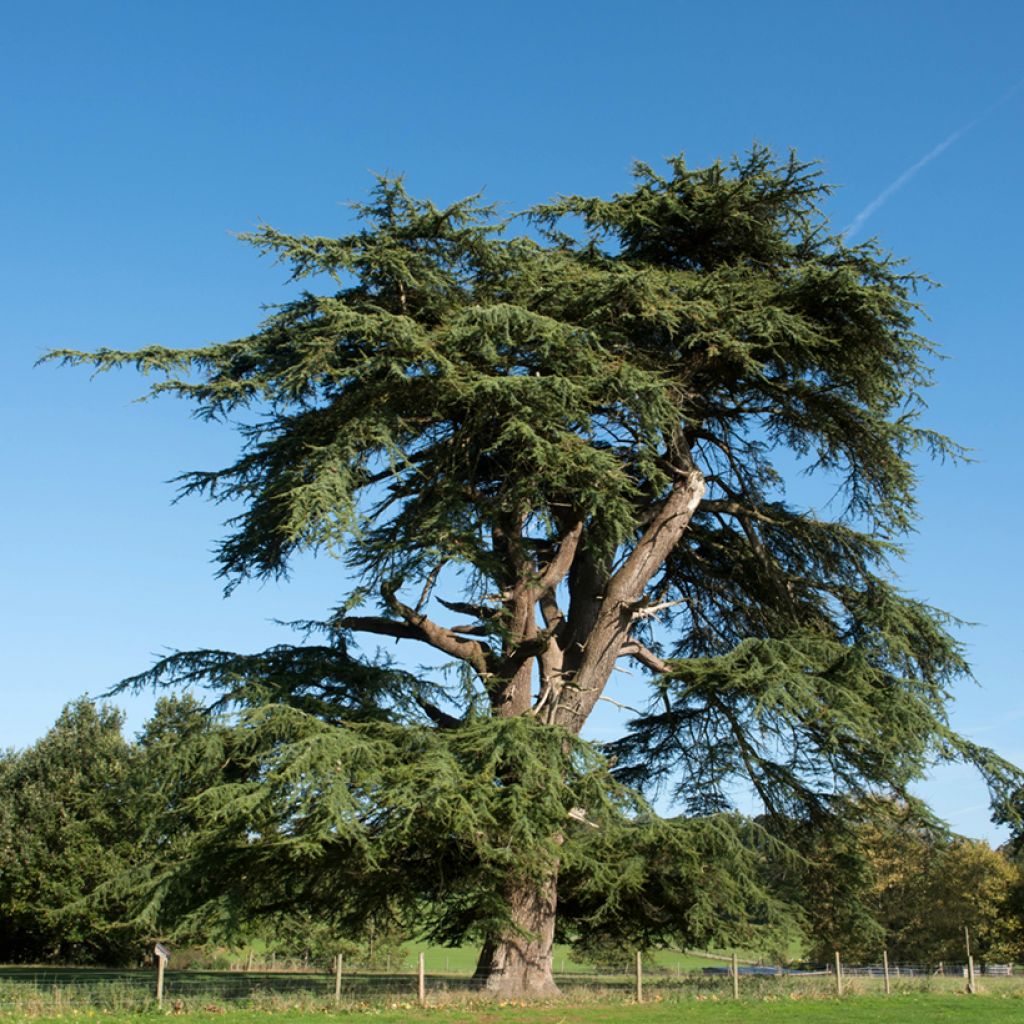 Cedrus libani (semi) - Cedro del Libano