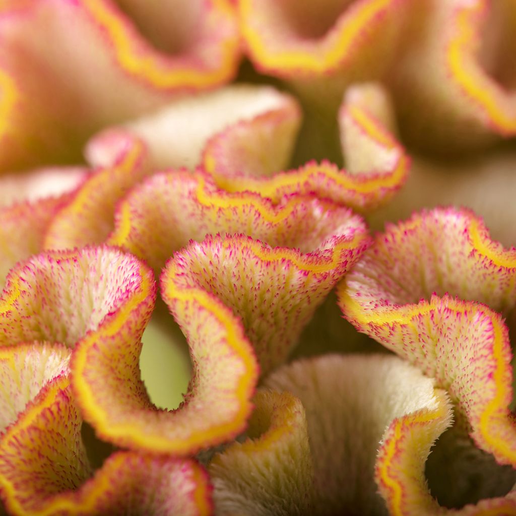 Celosia Cristata Bar Bossa (Champagne) (semi) - Cresta di gallo