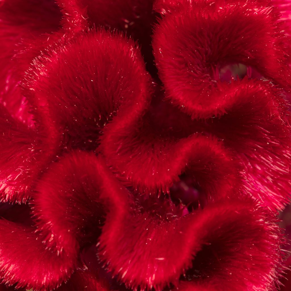 Celosia Cristata Red Jack (semi) - Cresta di gallo