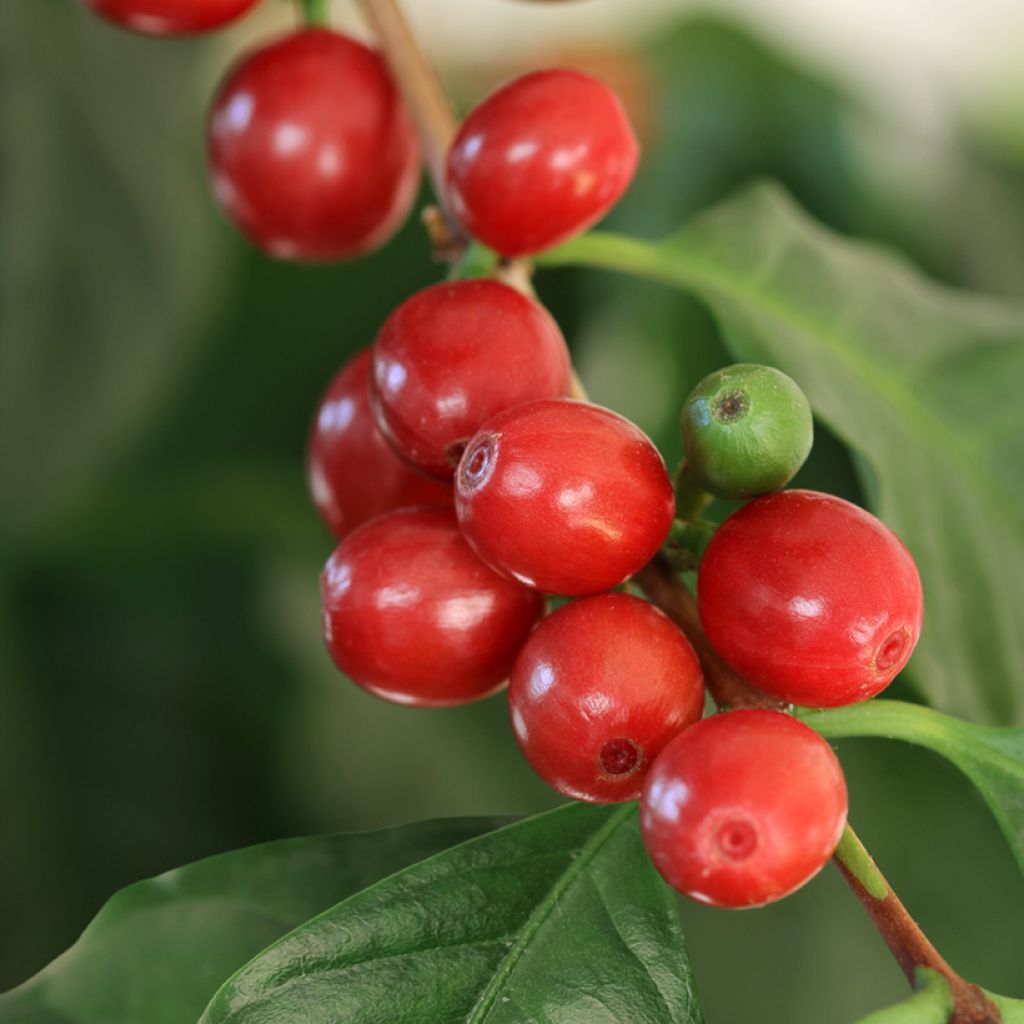 Coffea arabica (semi) - Pianta del caffè