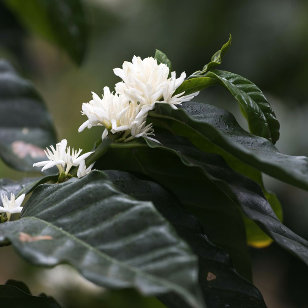 Coffea arabica (semi) - Pianta del caffè