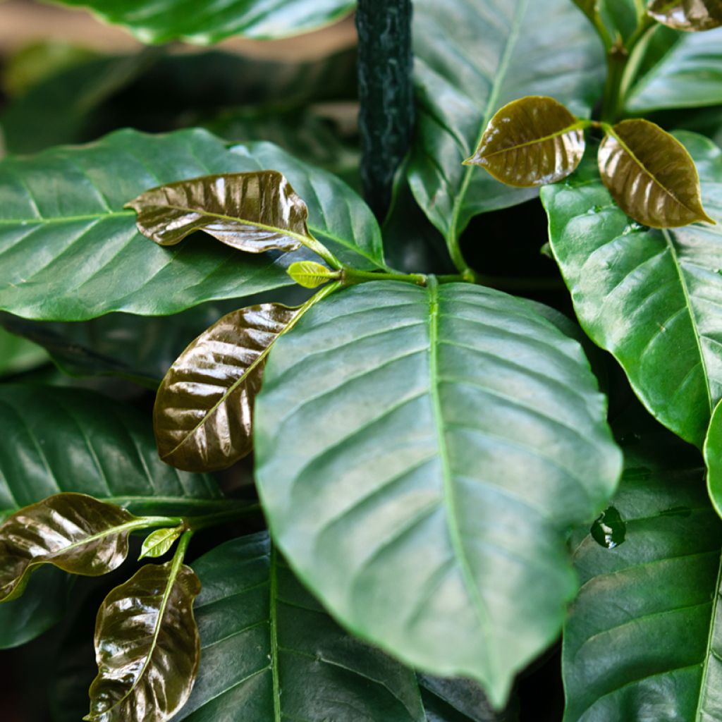 Coffea arabica (semi) - Pianta del caffè