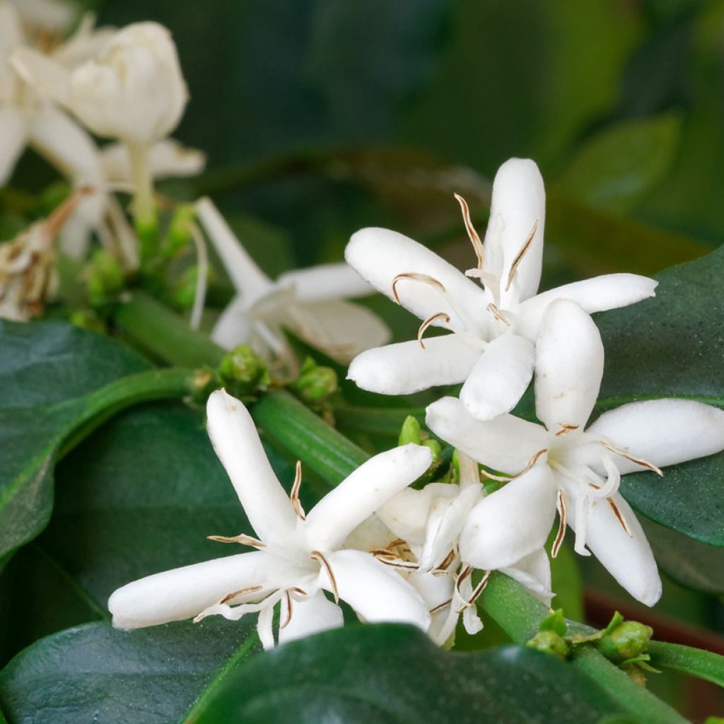 Coffea arabica (semi) - Pianta del caffè