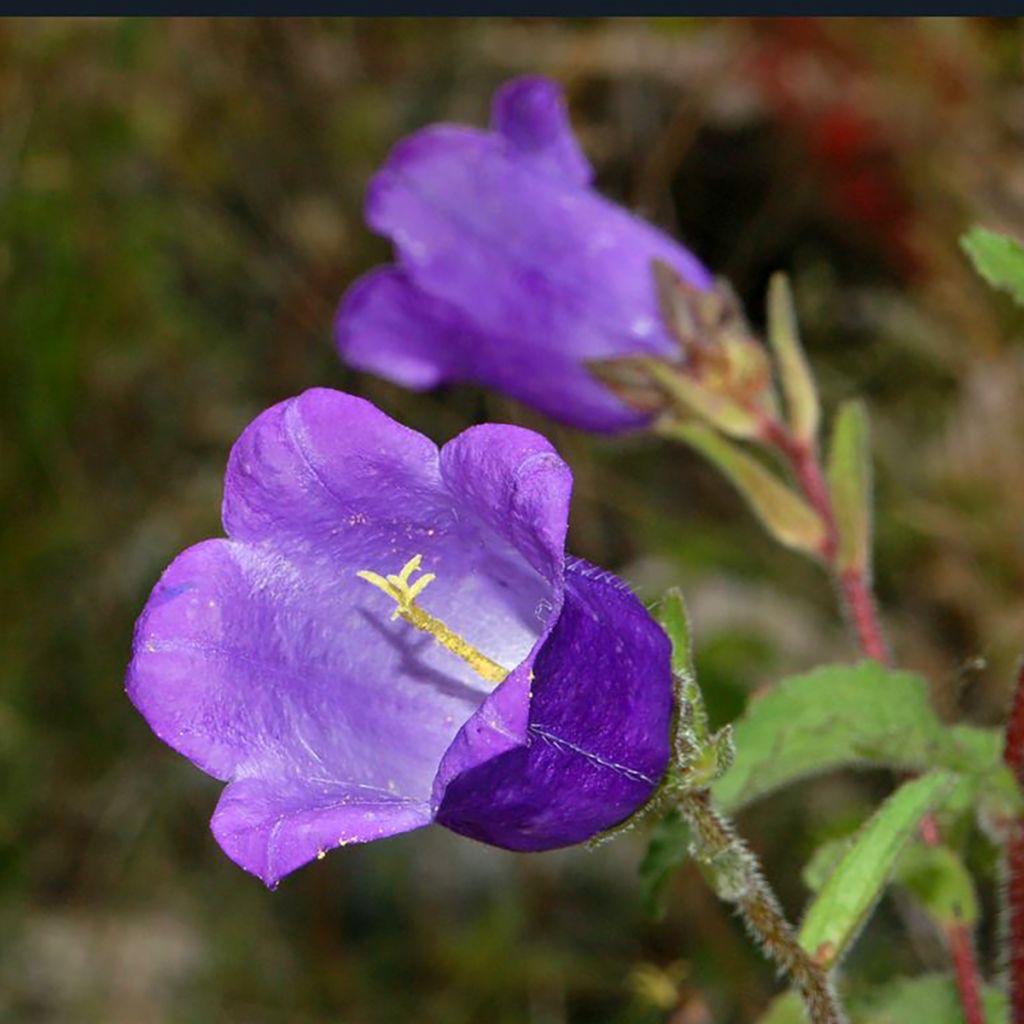 Campanula medium simplici blu (semi) - Campanula toscana