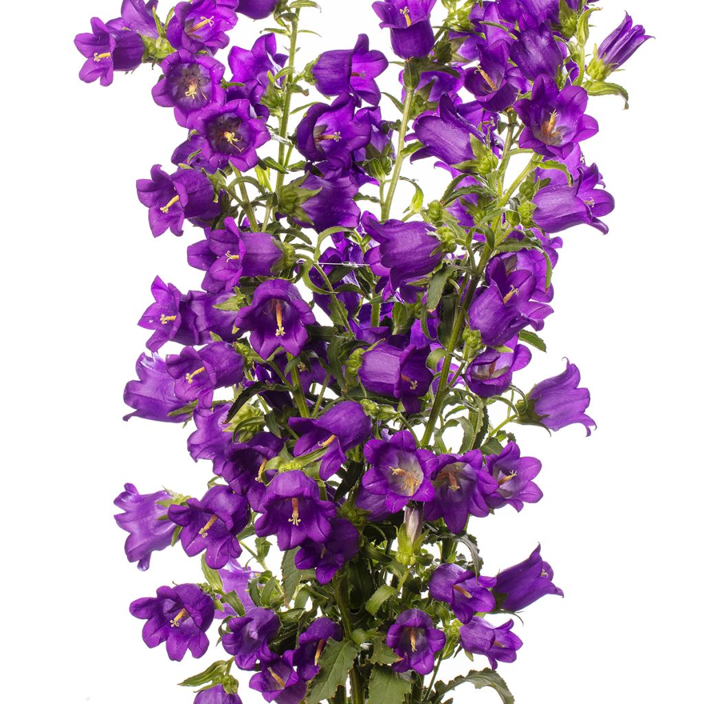 Graines de Campanule medium F1 Big Ben Deep Blue (graines enrobées)