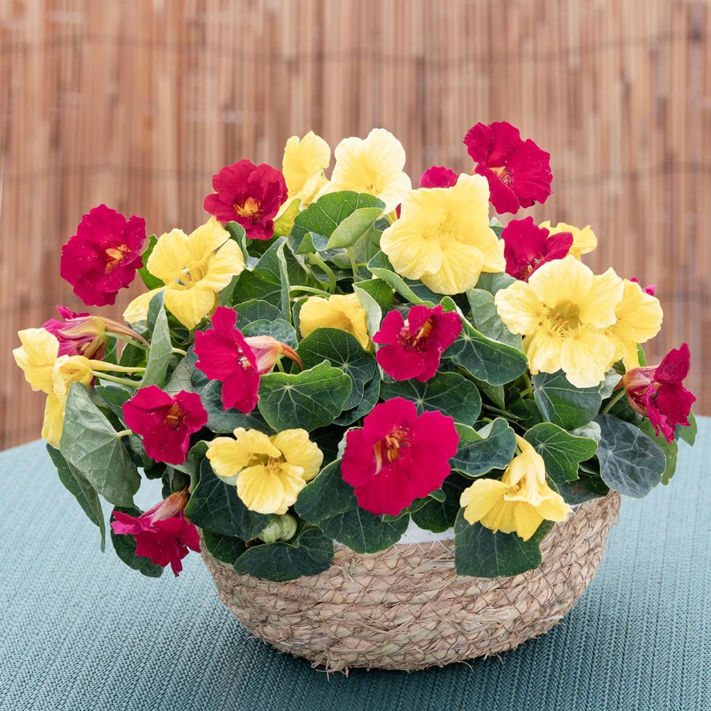 Tropaeolum Baby Lemon Raspberry (semi) - Nasturzio