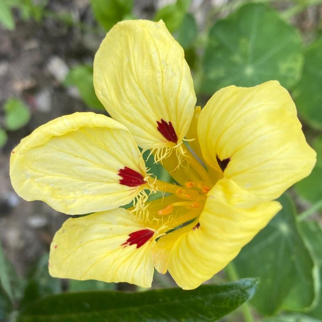 Nasturzio Cream Troika