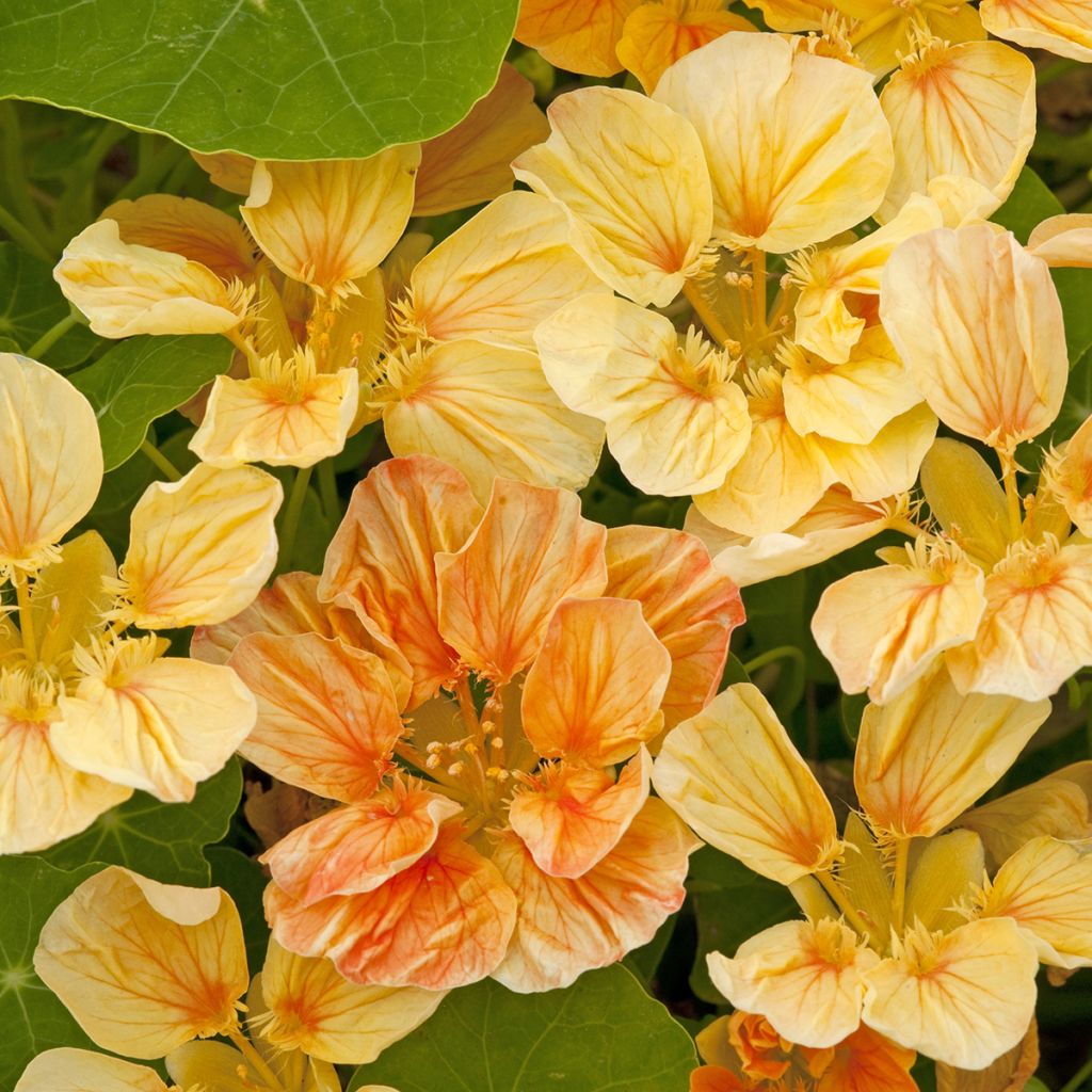 Tropaeolum Whirlybird Apricot (semi) - Nasturzio