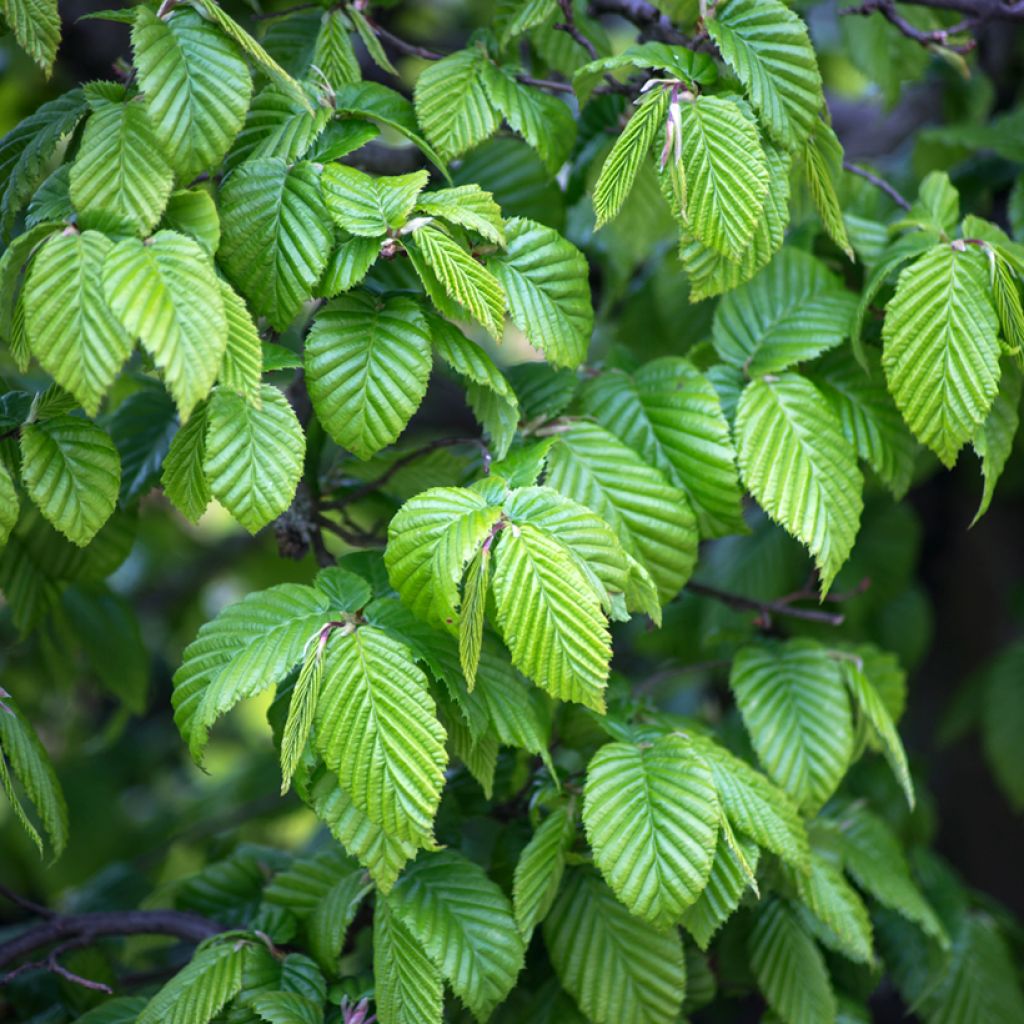 Carpinus betulus (semi) - Carpino bianco