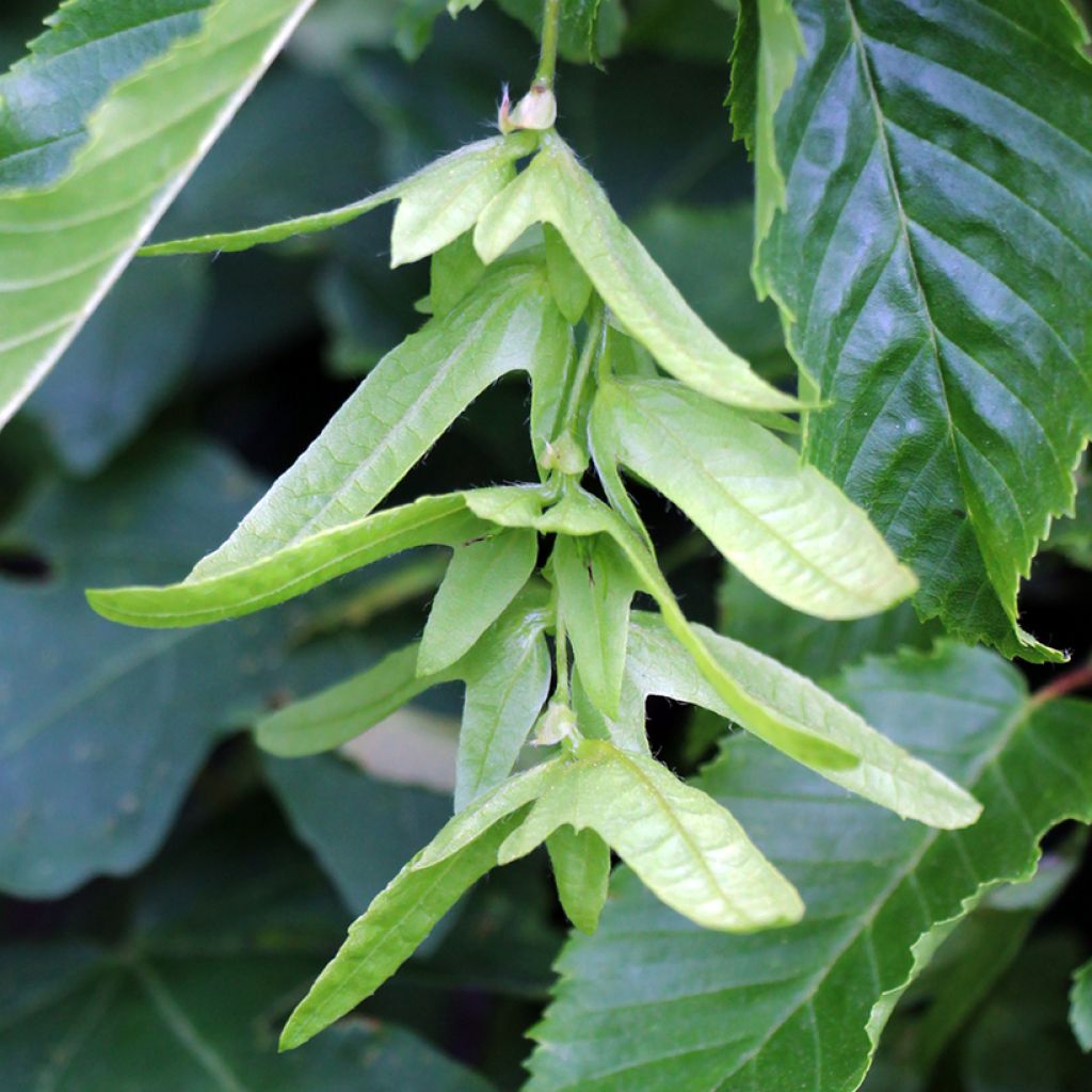 Carpinus betulus (semi) - Carpino bianco
