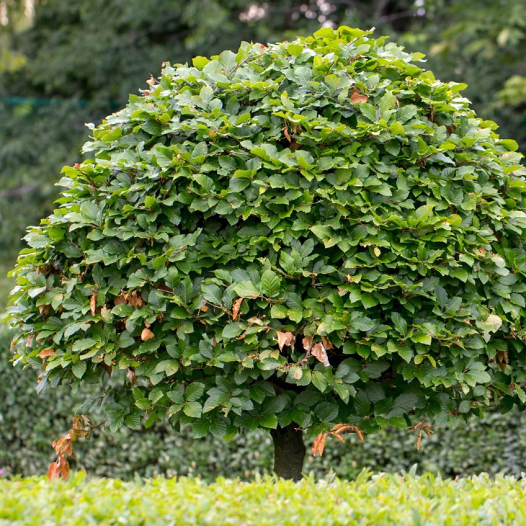 Carpinus betulus (semi) - Carpino bianco