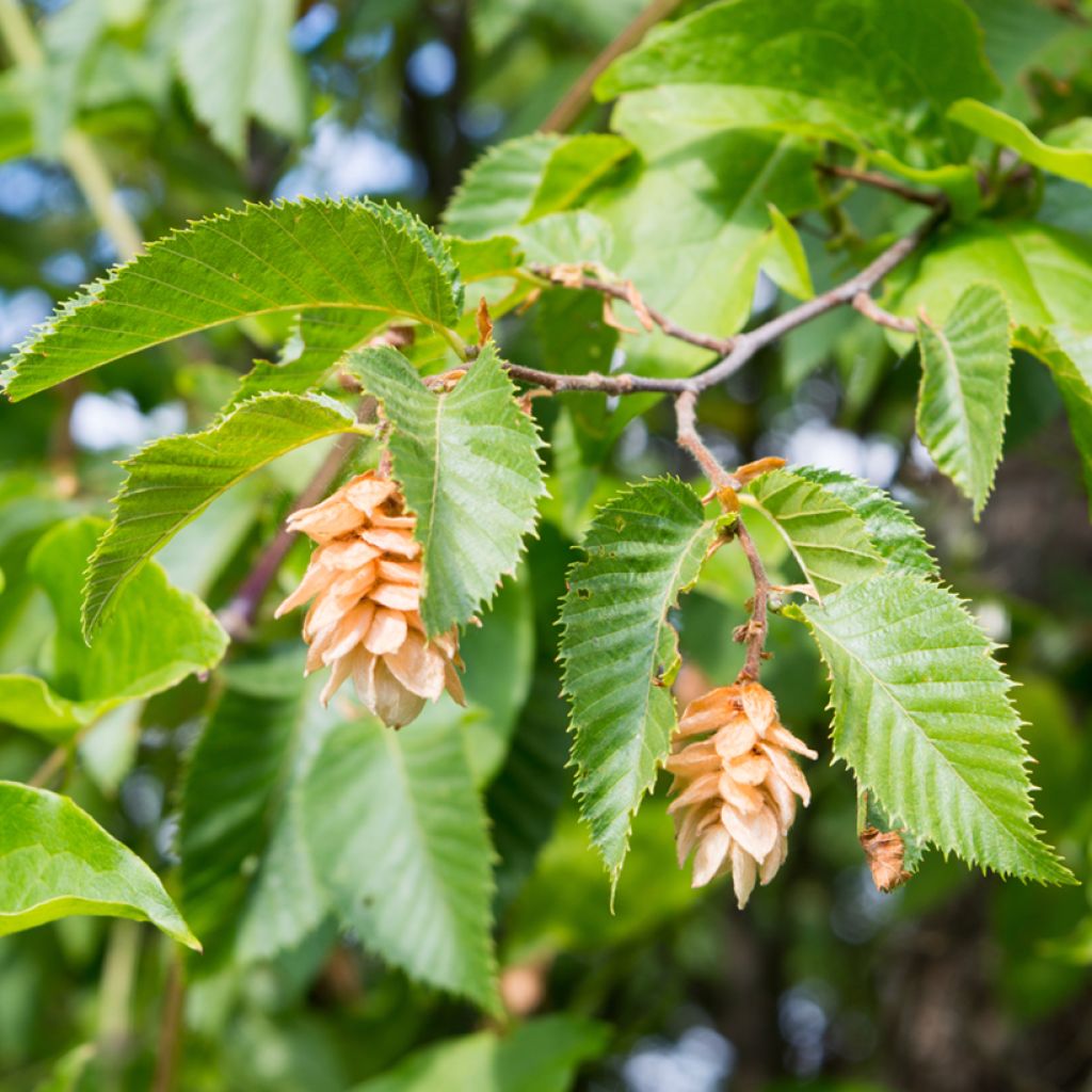 Carpinus betulus (semi) - Carpino bianco