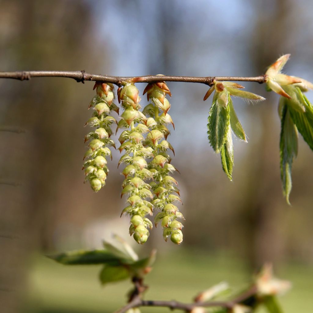 Carpinus betulus (semi) - Carpino bianco