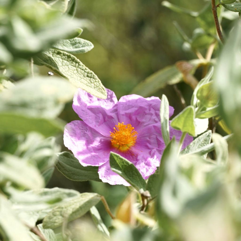 Cistus albidus - Cisto a foglie sessili (semi)