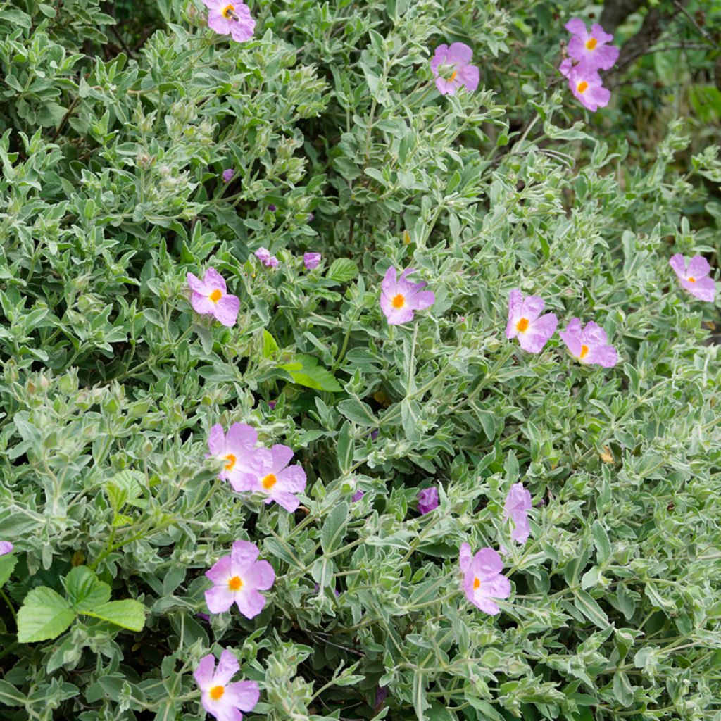 Cistus albidus - Cisto a foglie sessili (semi)