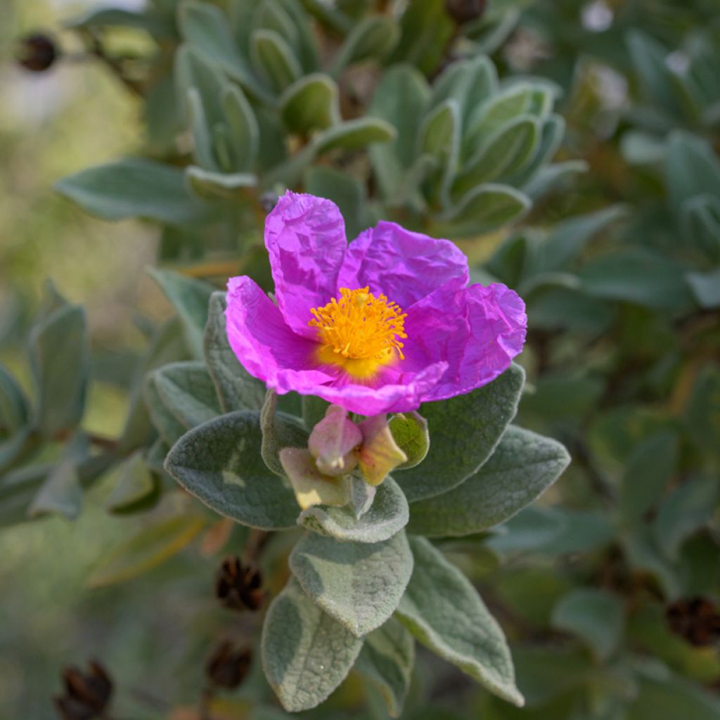 Cistus albidus - Cisto a foglie sessili (semi)