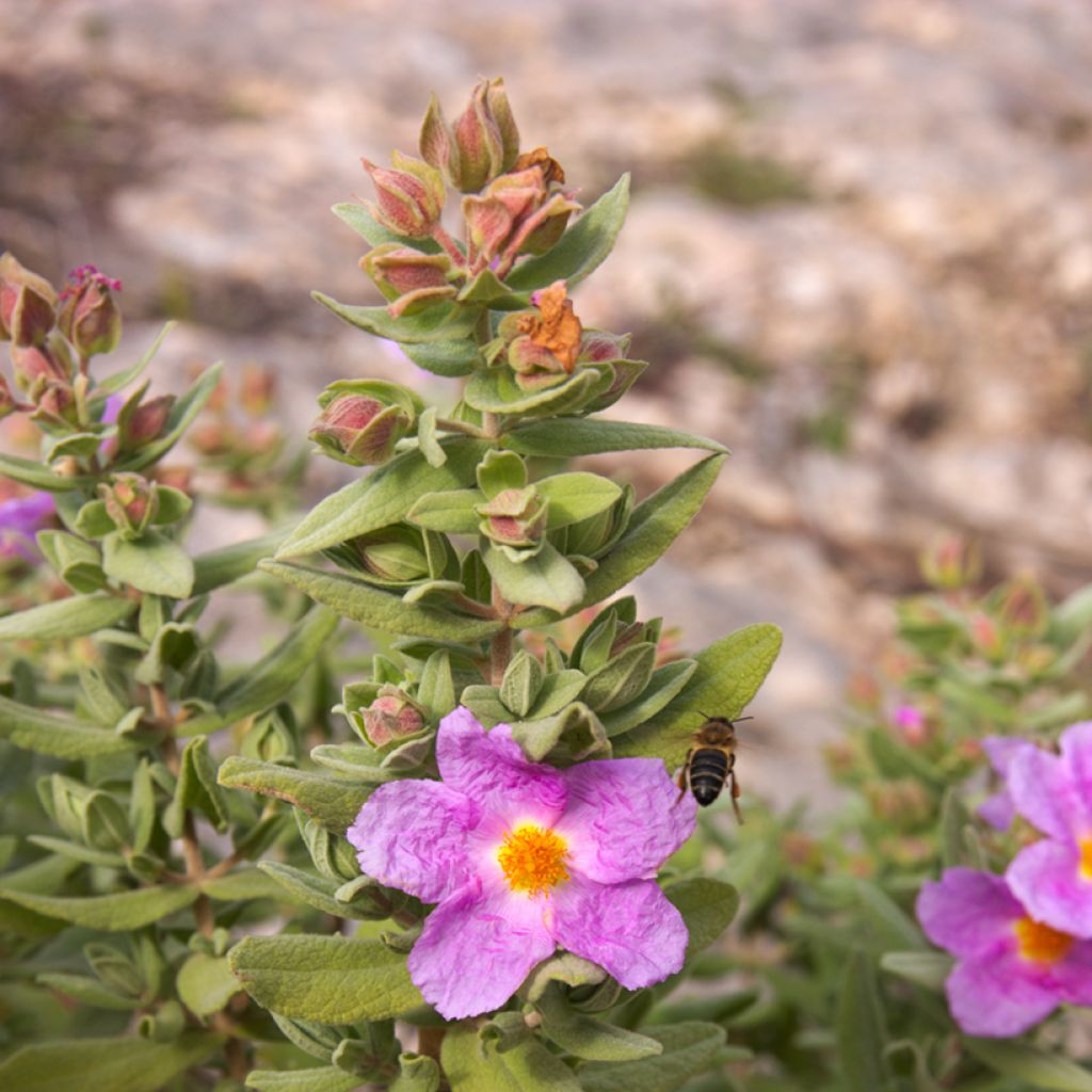Cistus albidus - Cisto a foglie sessili (semi)